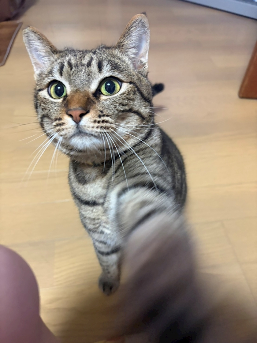 花咲 みらい