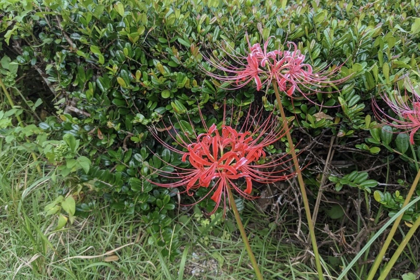 五条 椿