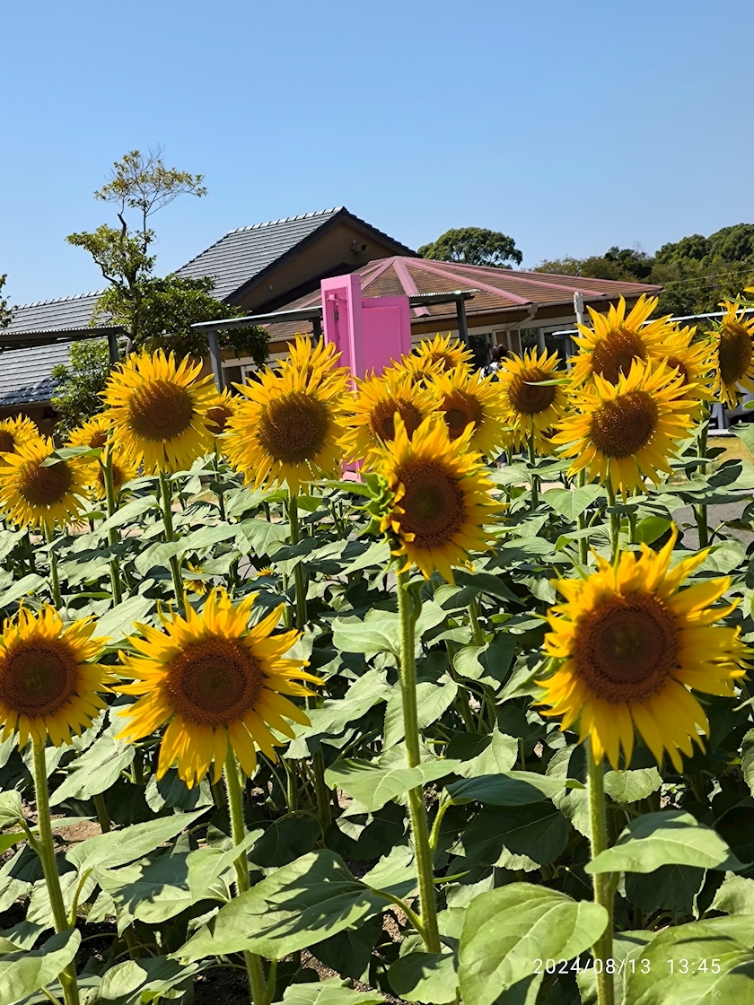 涼宮 しずか