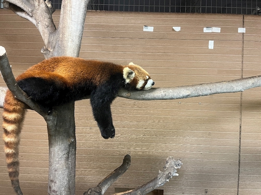 高槻 かえで
