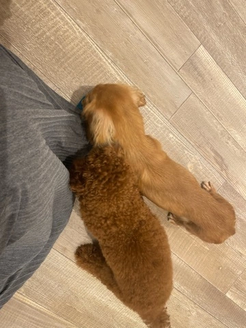 なな