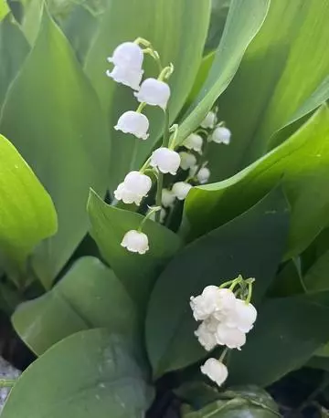 七星 夏純