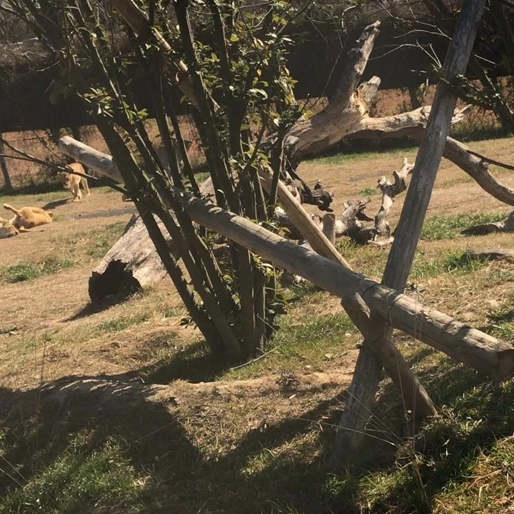 ありす
