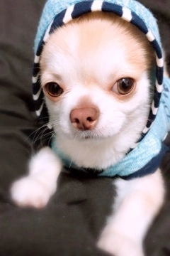愛乃 悠稀