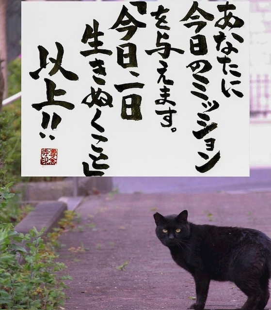 妃乃 すず