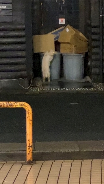 あんな