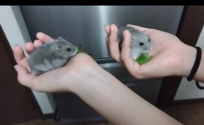 あやか