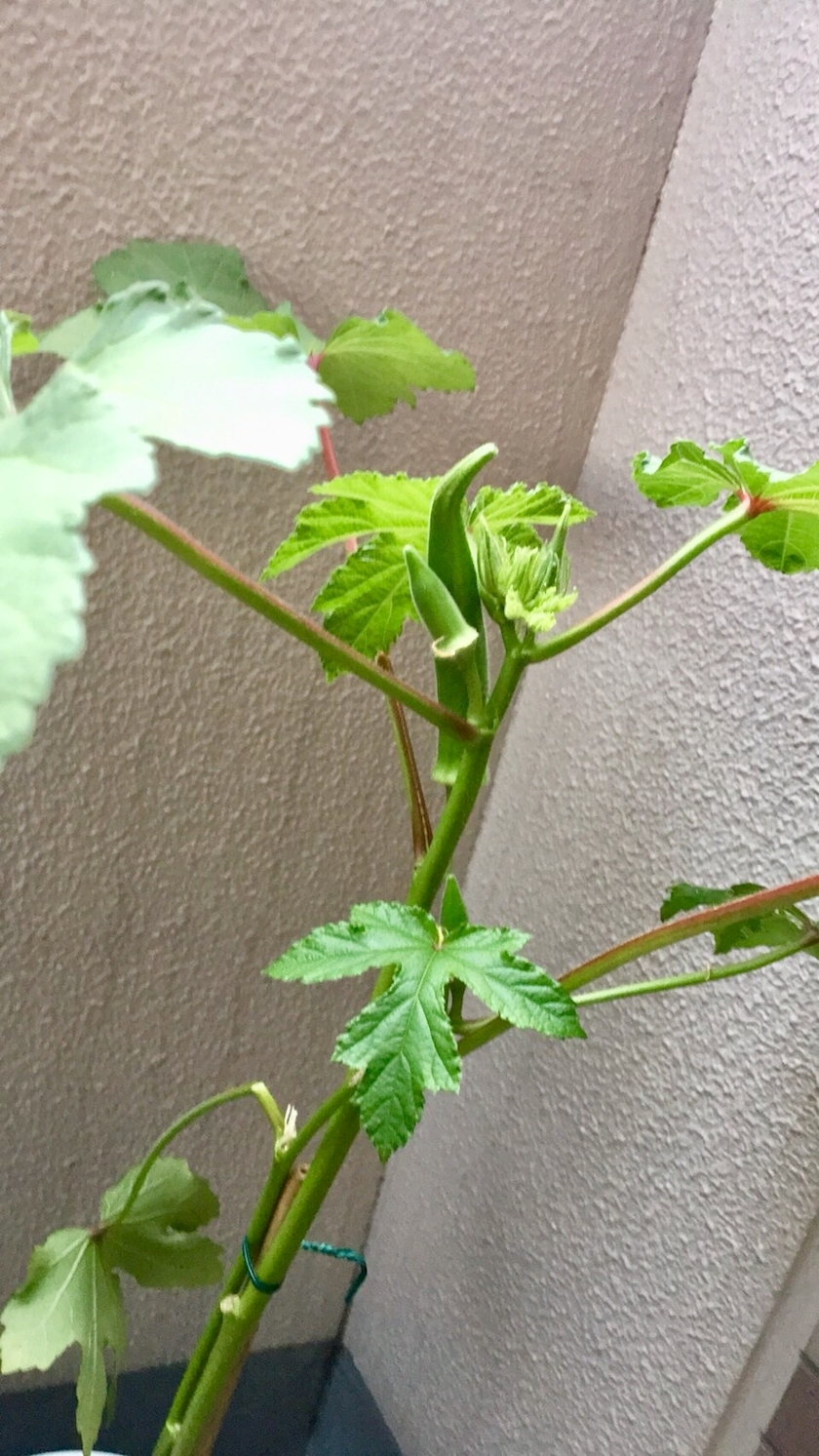 あきな