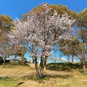 まみ