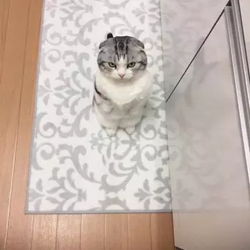 葵 かな