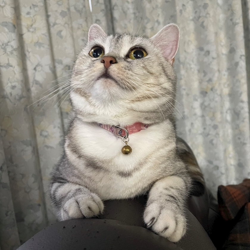 陽向 もみじ