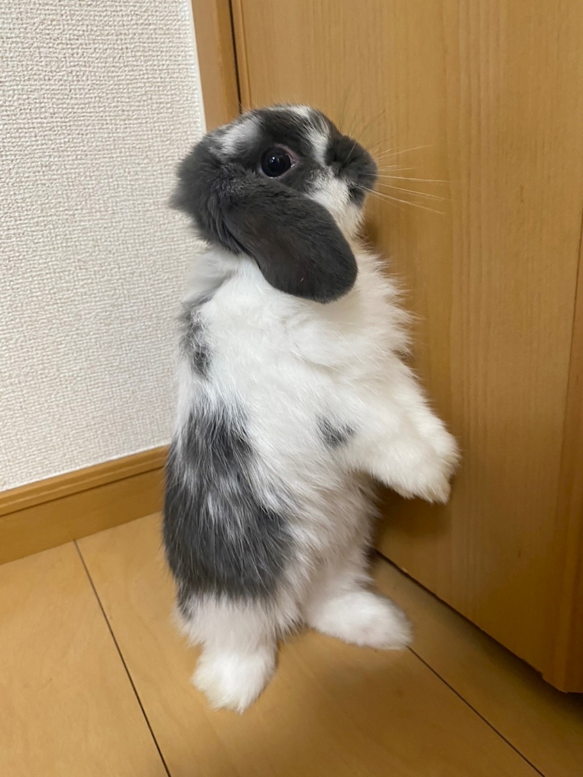 高槻 かえで