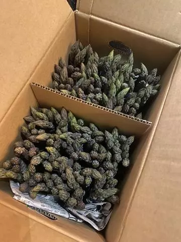 長瀬 純恋