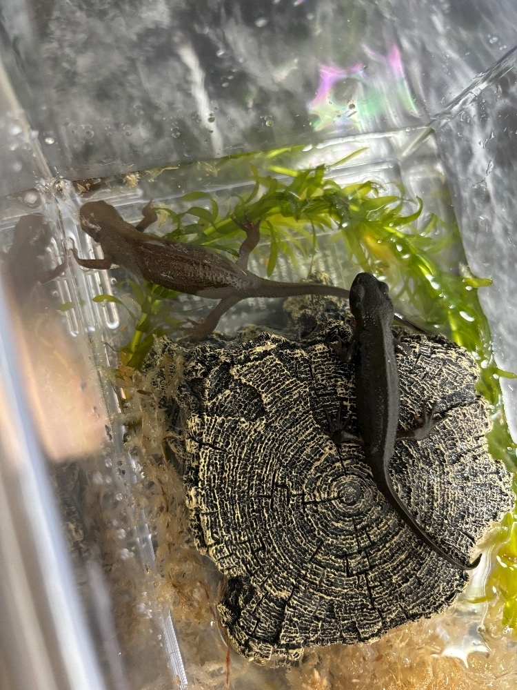 ツンデレかなの
