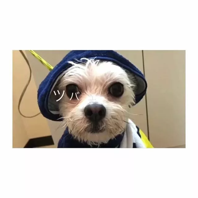 蓮