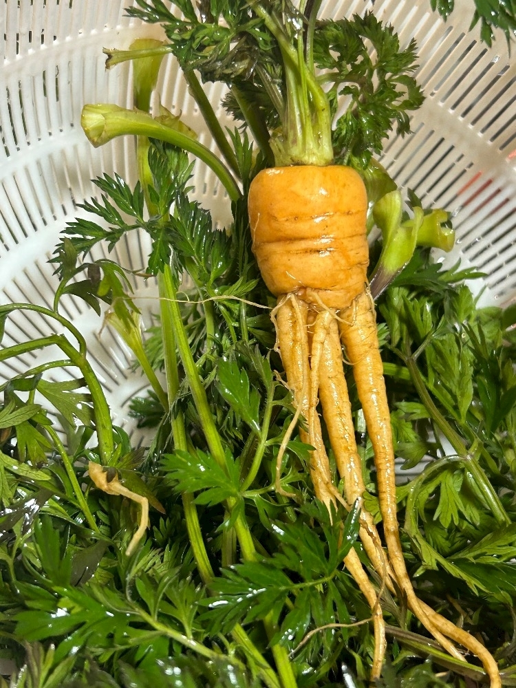湊崎 さな