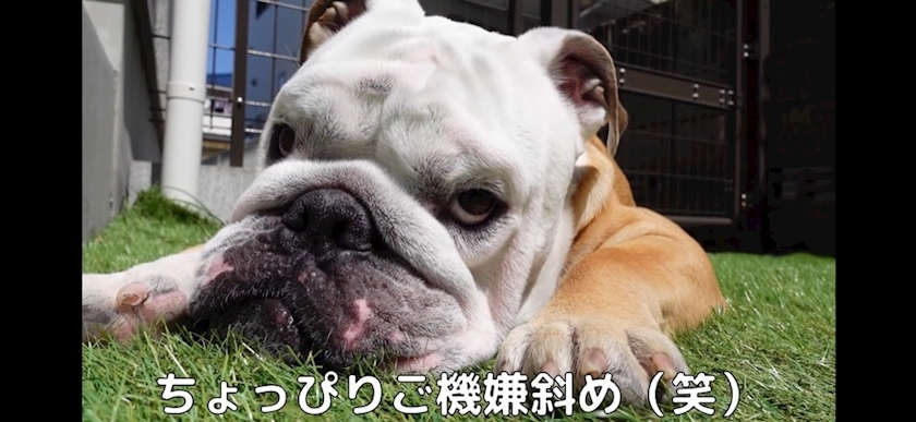 あや