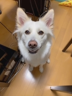 京 さゆみ
