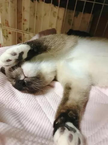 紫月 あやか