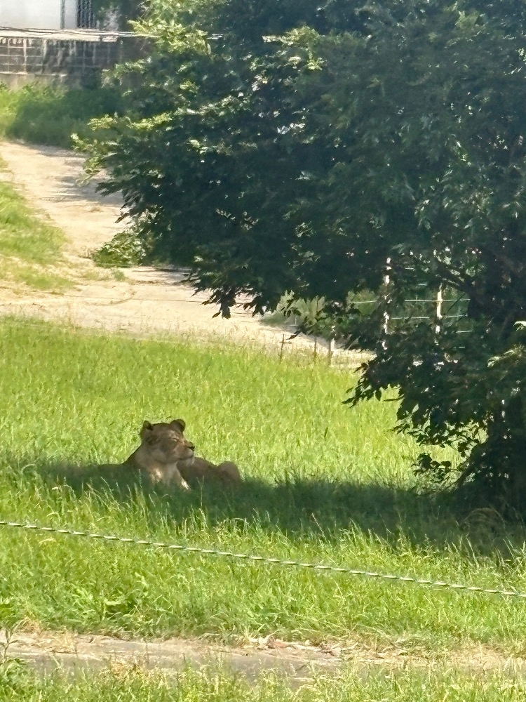 佐野 エマ
