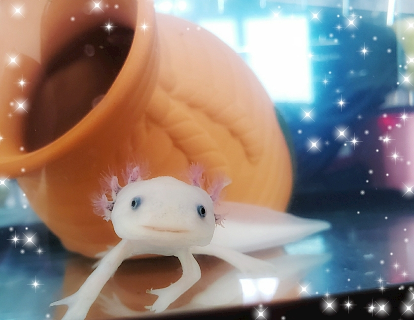 ミカ