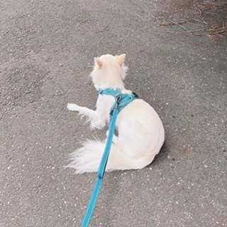 京 さゆみ