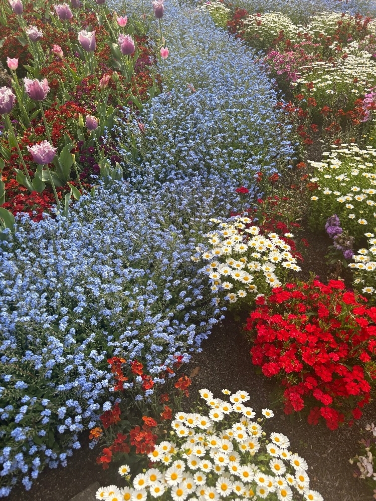 陽向 もみじ