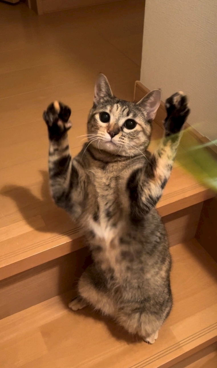 セナ
