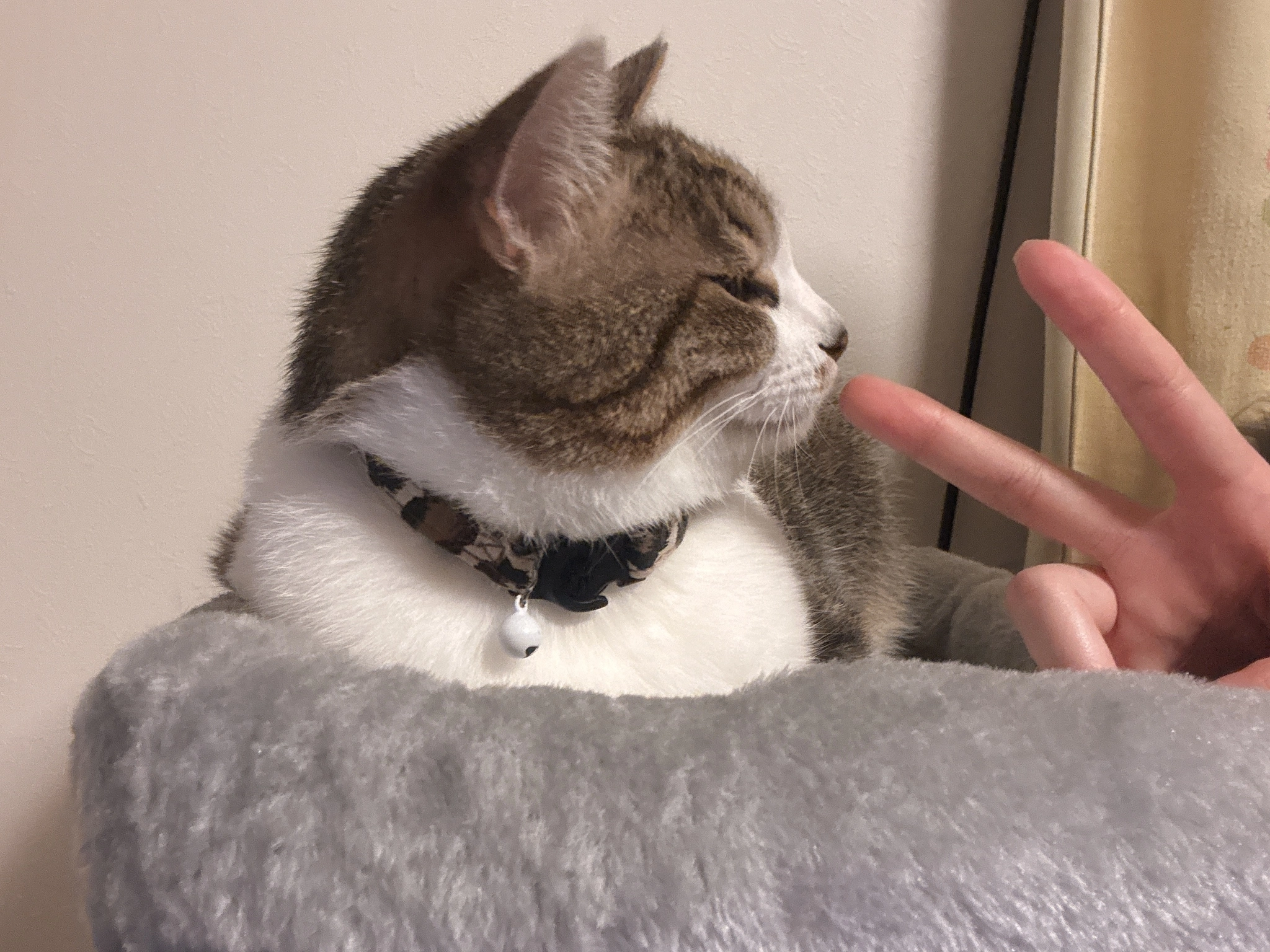 恋麦乃 ちょり