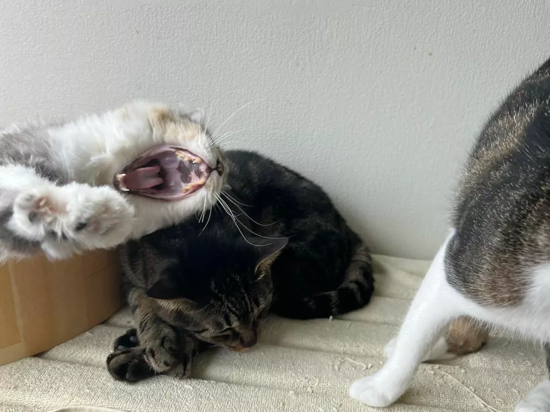 ねね