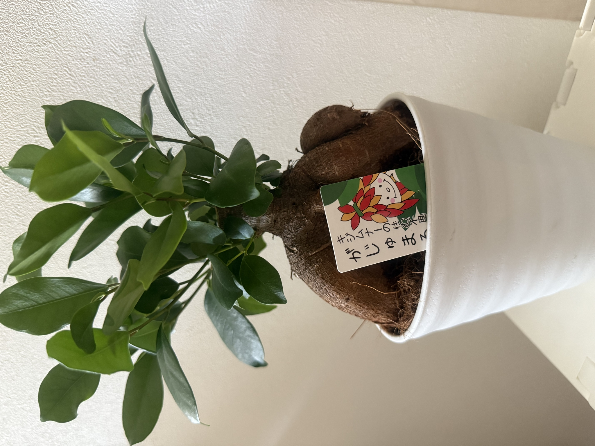 かえで