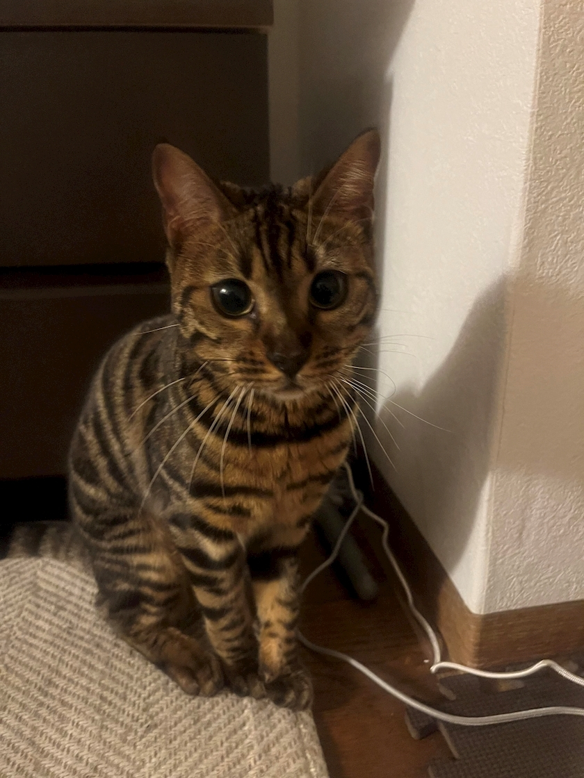 夢咲 さくら
