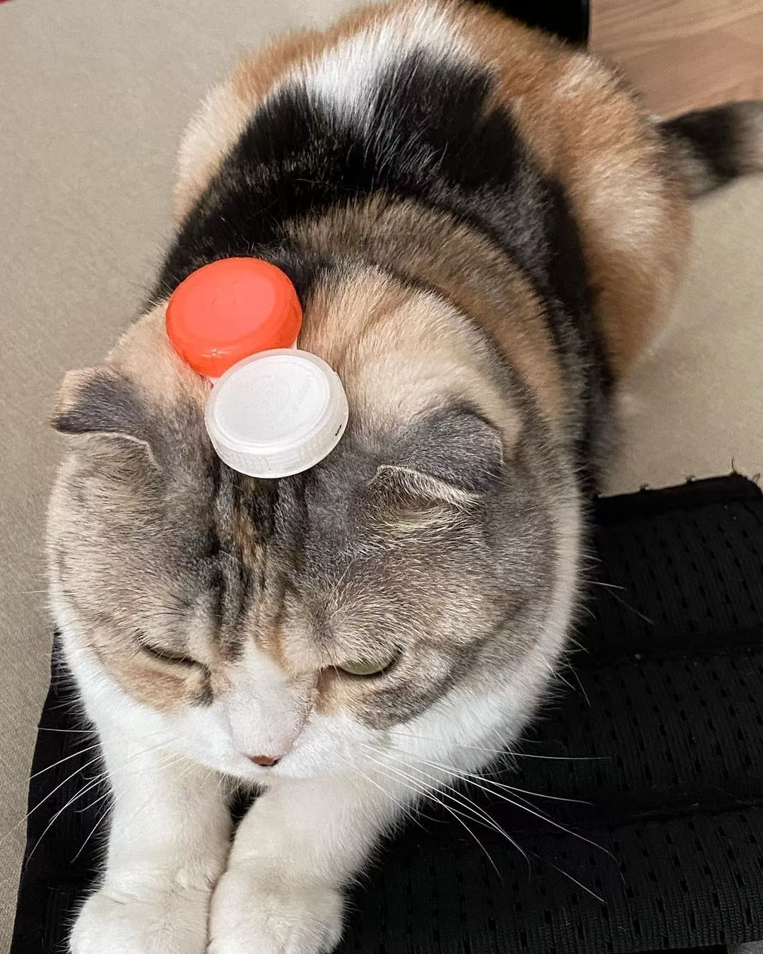 みつき