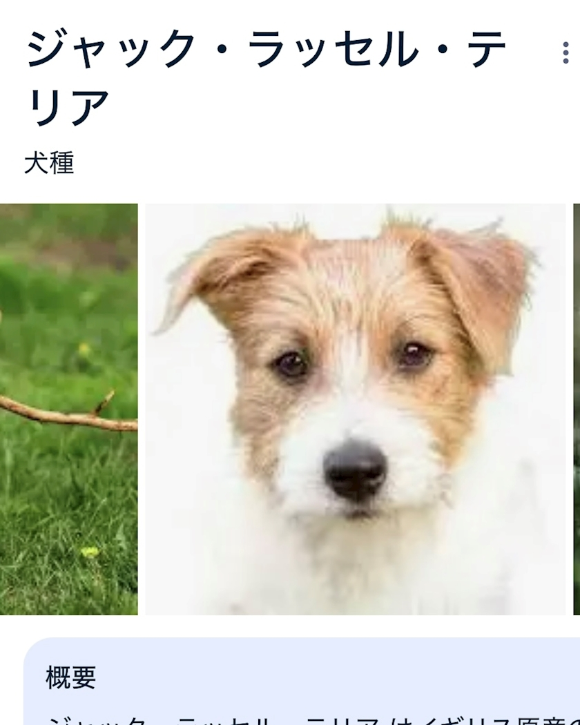緑 四葉