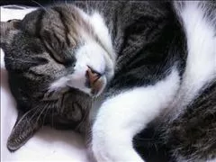 愛羽 仁美