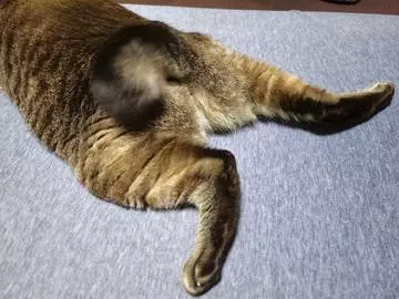 ひな