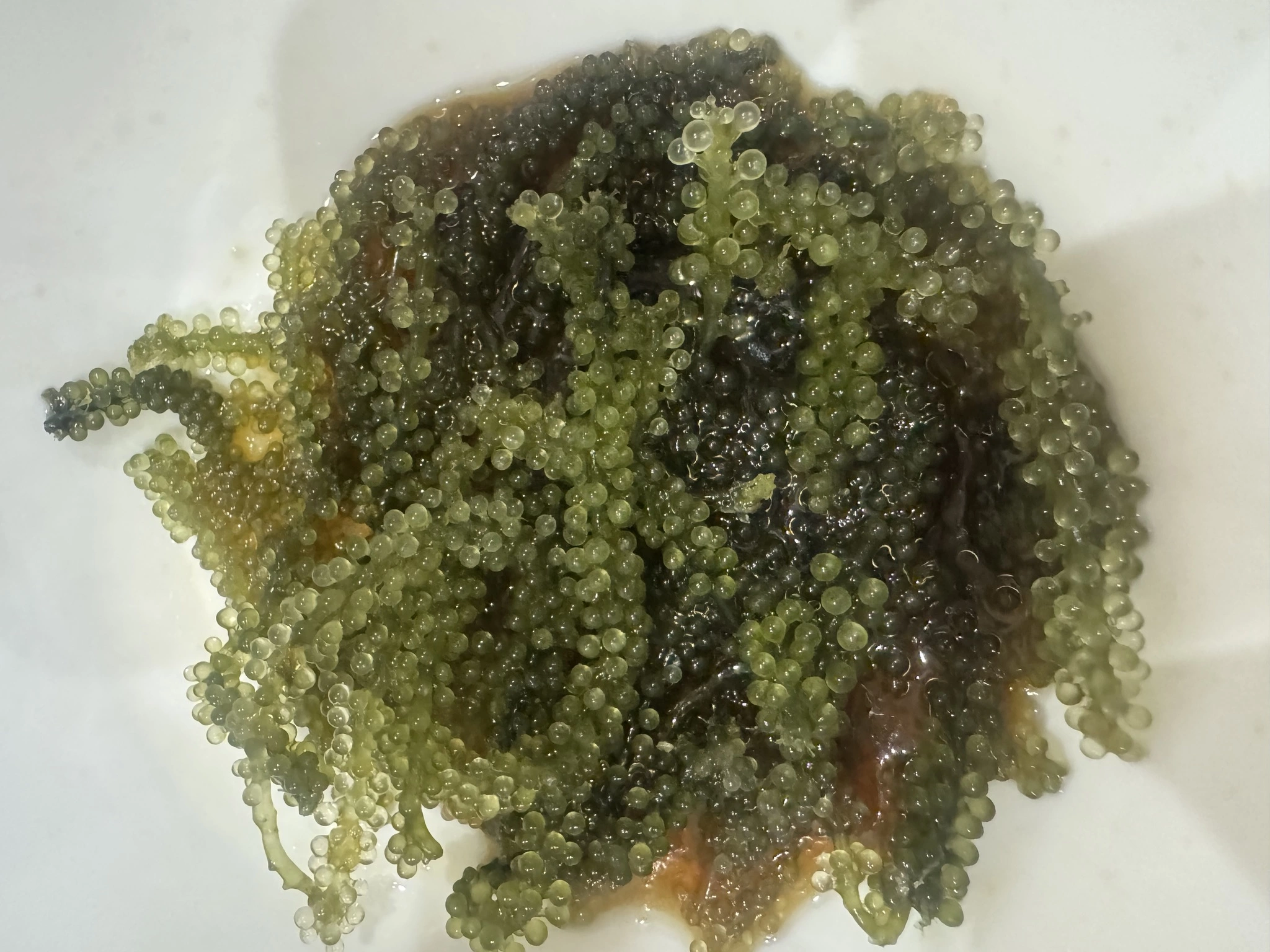 恋麦乃 ちょり