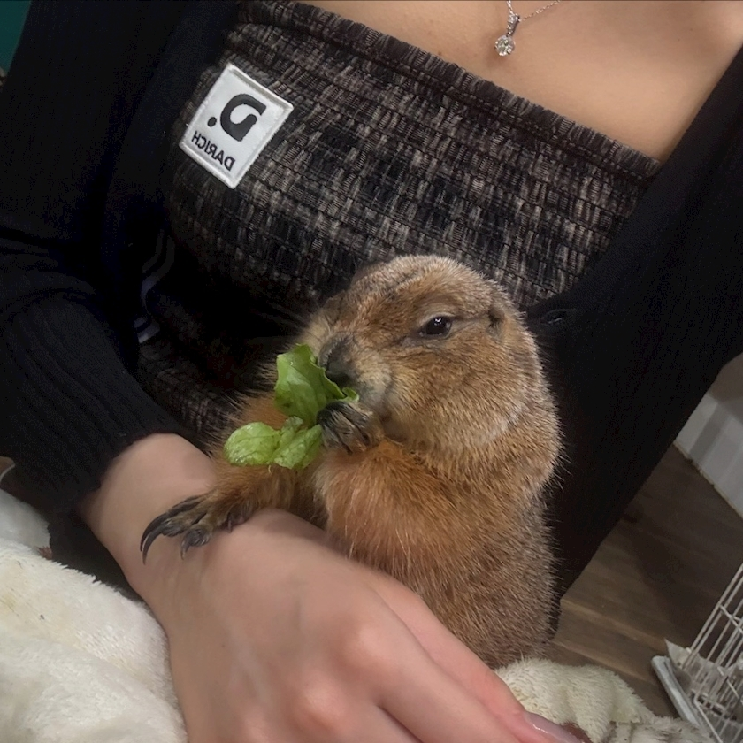 ナナ