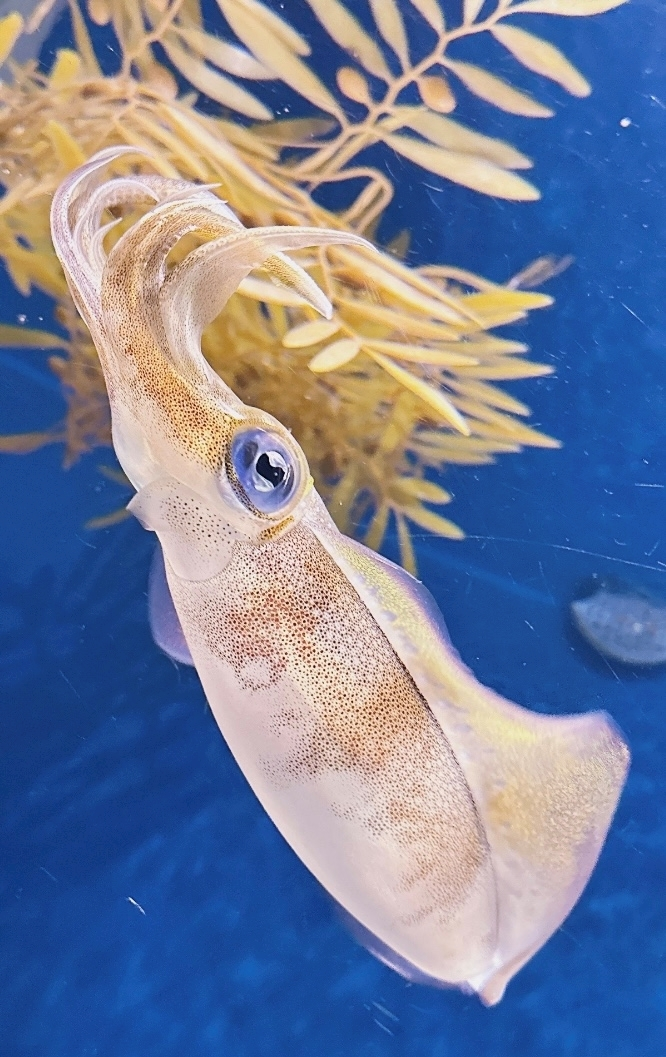 ひな