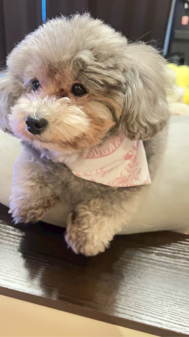 うづき ふうか