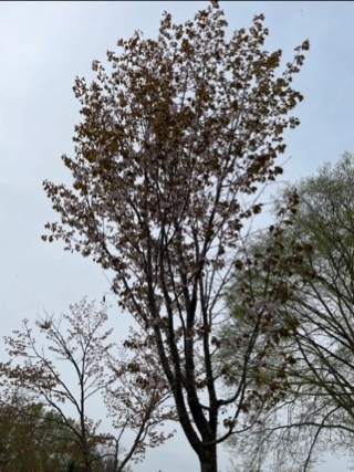 宝條 夏恋