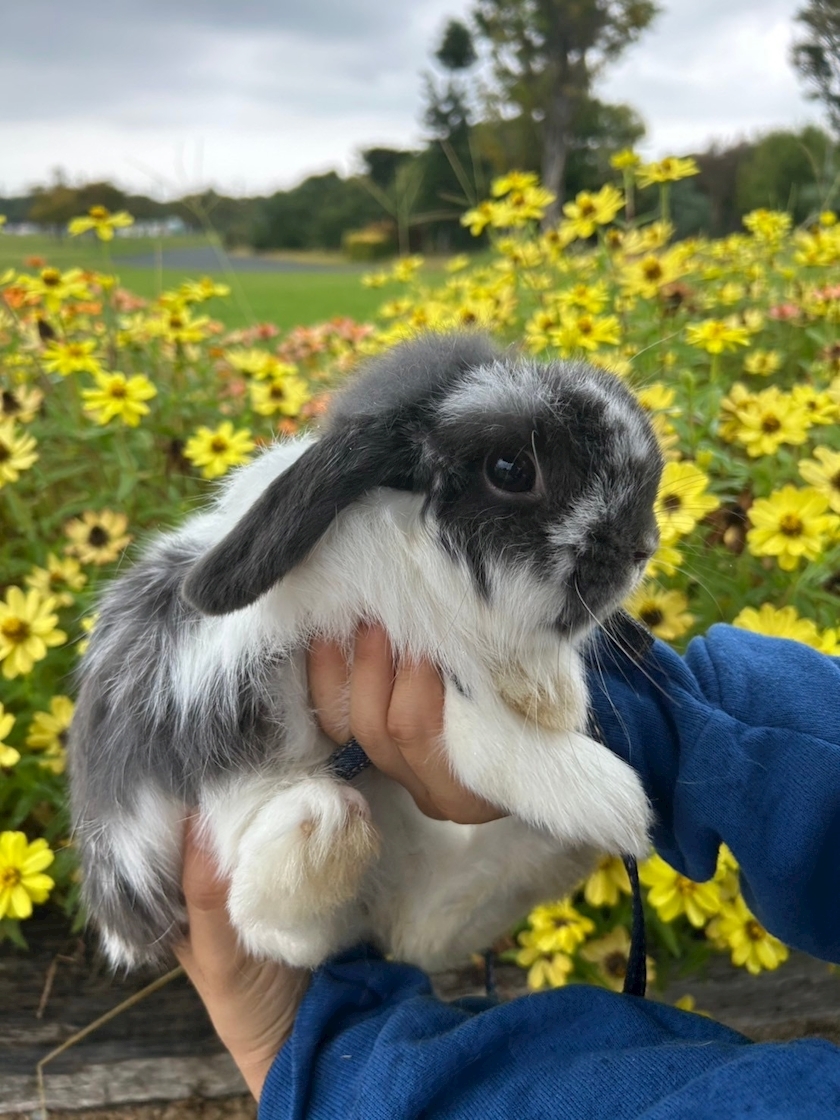 高槻 かえで