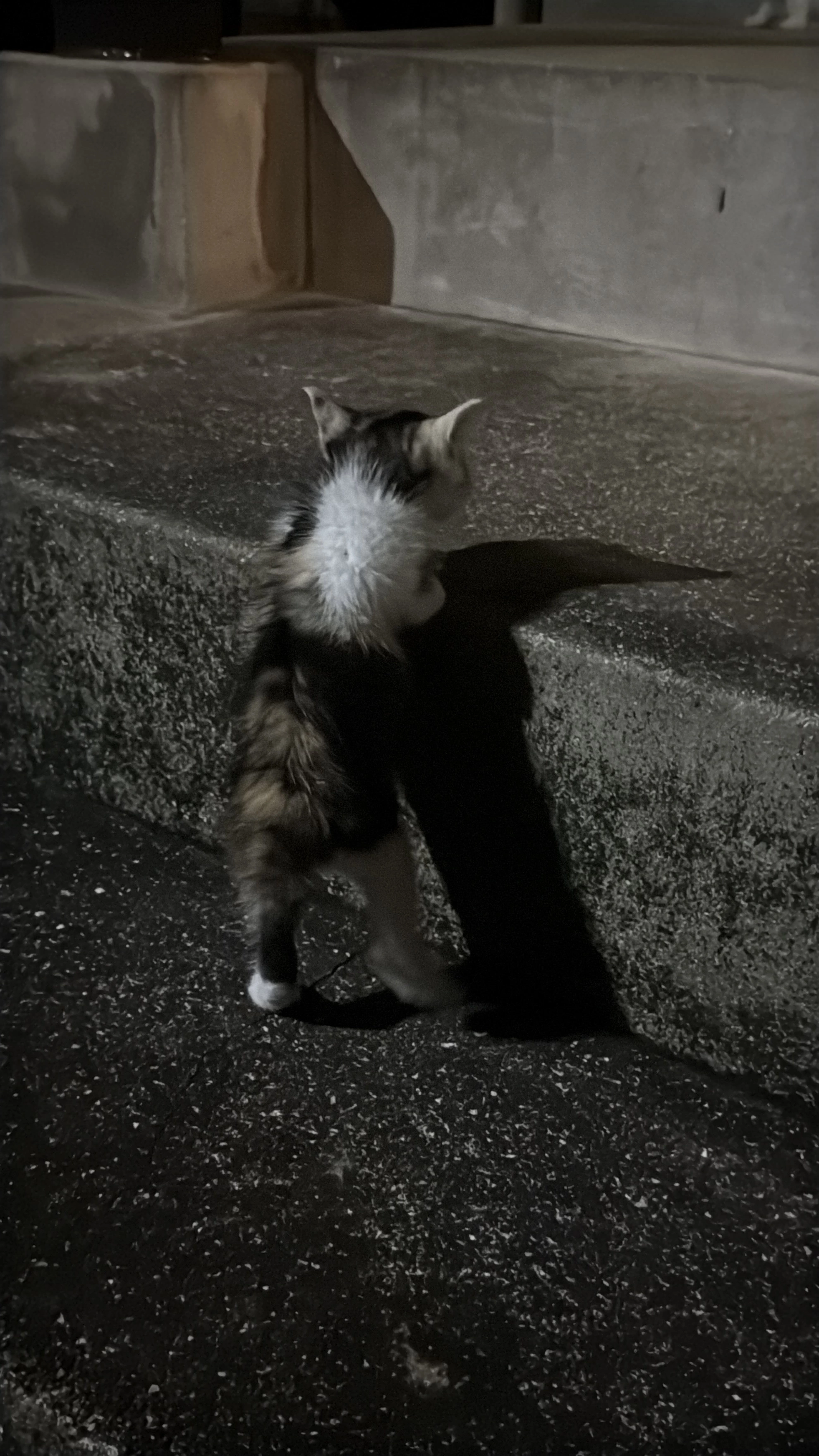 ユメ
