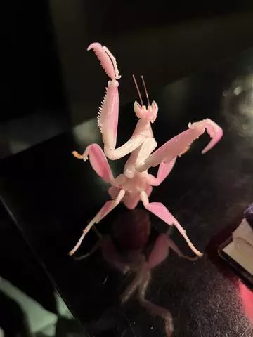 七星 夏純