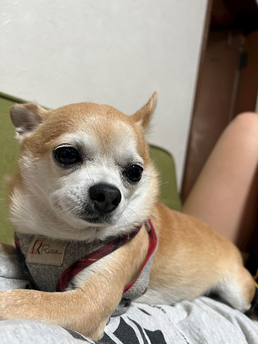 かんな