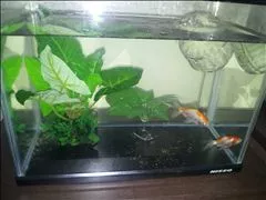 桃瀬 百華