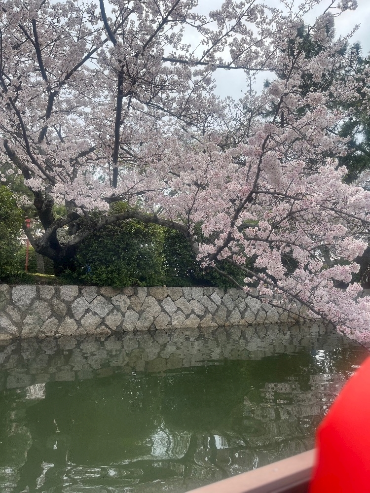 柊 ひかり