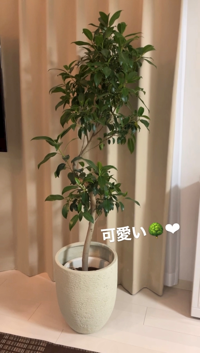 水城 百合