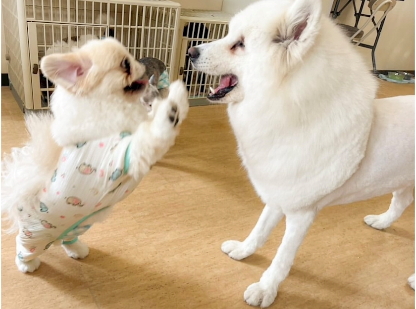 涼風 あき