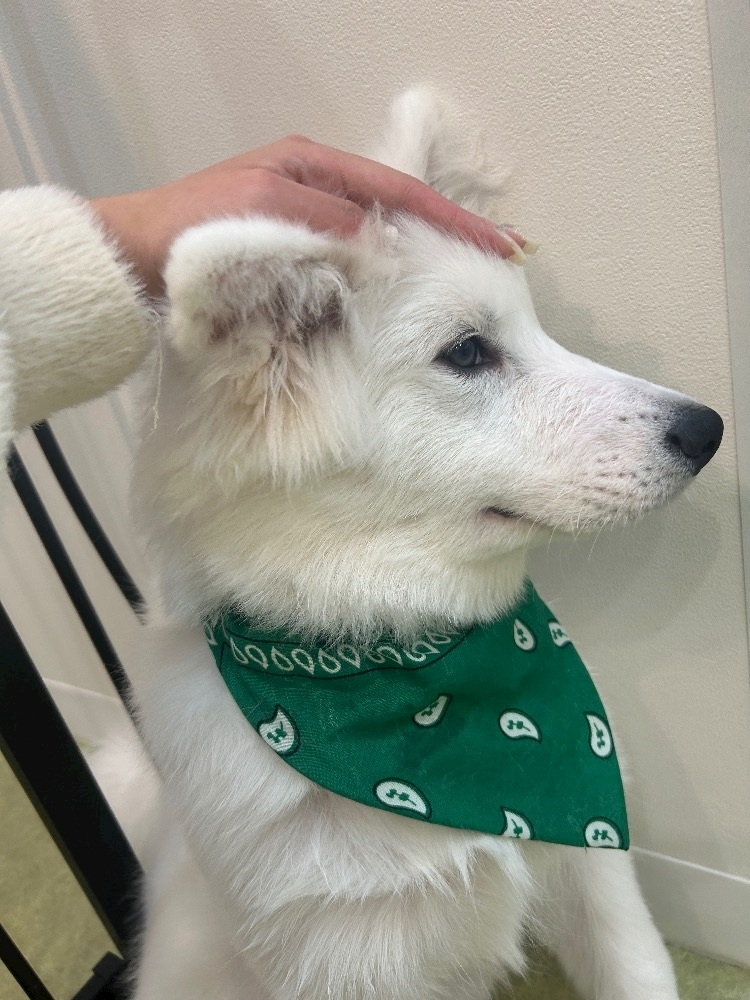 湊崎 さな
